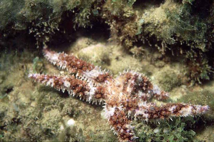 11 Coscinasterias tenuispina.jpg - ...di dimensioni ridotte.